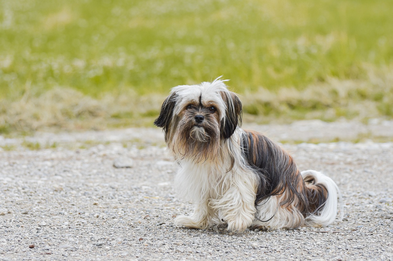 The Playful Personality of the Tibetan Terrier